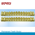 2 times sized permanent teeth model for dental study